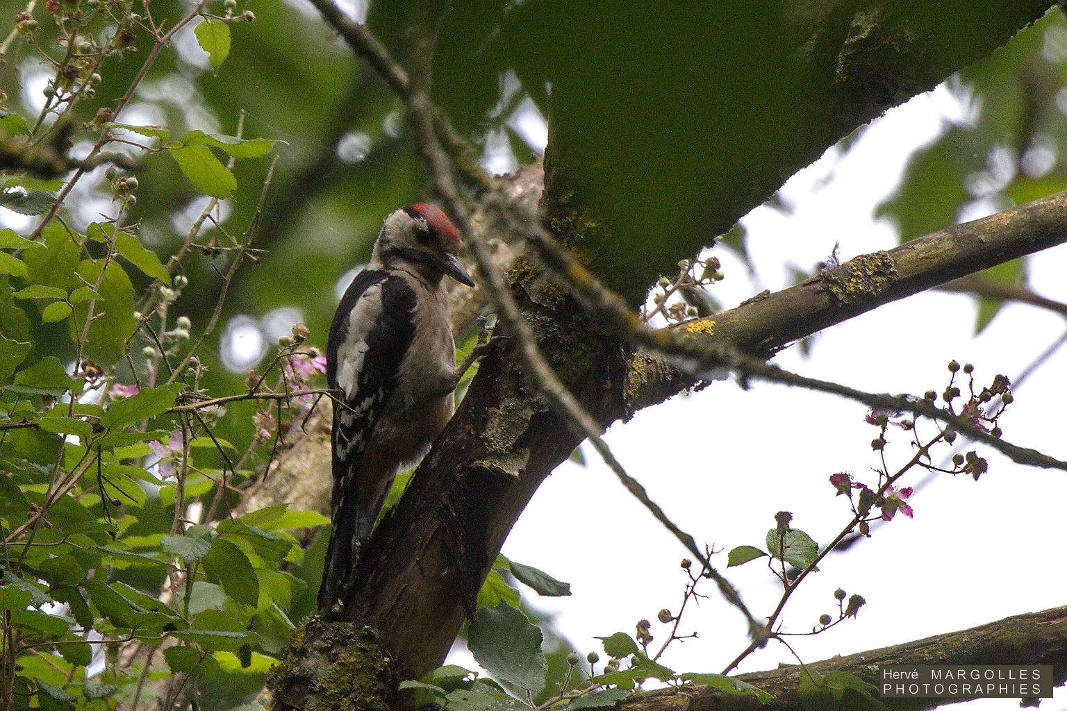 Pic epeche-01.jpg